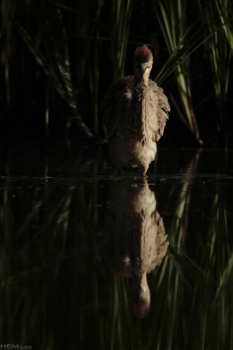 El monstruo de la laguna negra