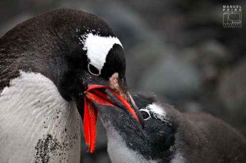 Alimentando a su cria
