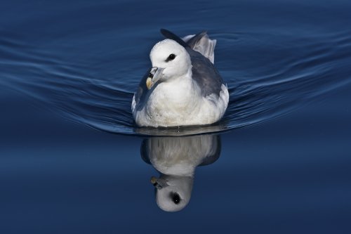 Navegando por el Ártico