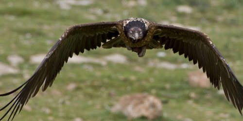 Quebrantahuesos (Gypaetus barbatus)