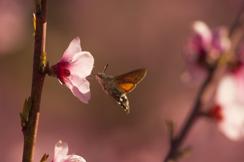 Esfinge Colibrí libando
