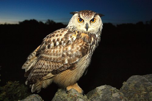 Búho Real 