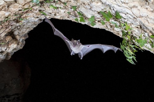 Rhinolophus Mehelyi