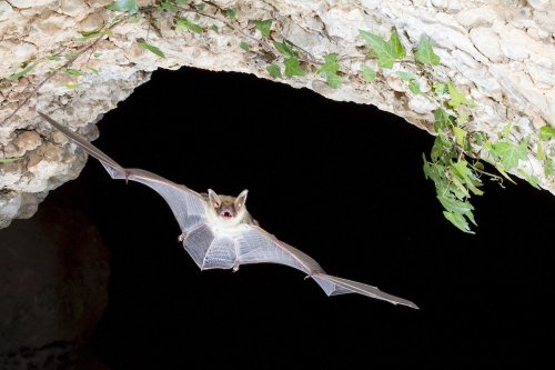 Pipistrellus Pipistrellus