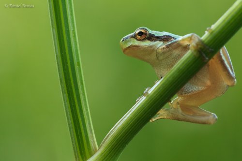 Hyla meridionalis