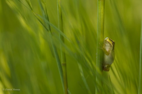 Hyla meridionalis en su habitat