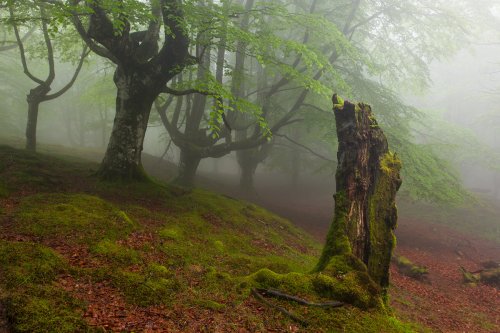 Baso iluna - Bosque oscuro
