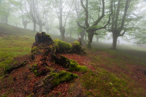 Udaberri luzea - Larga primavera