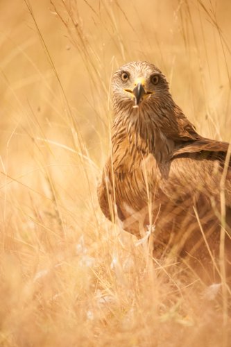 El Guardian entre las hierbas