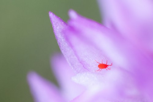Trombidium holosericeum
