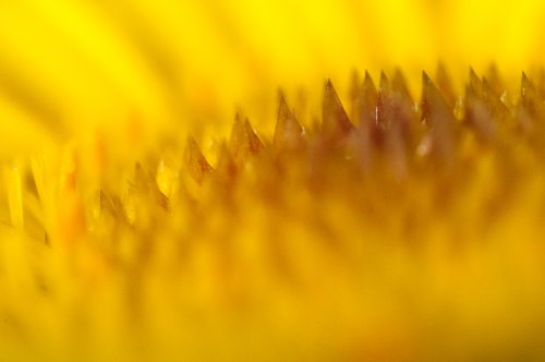 Asteriscus Maritimus