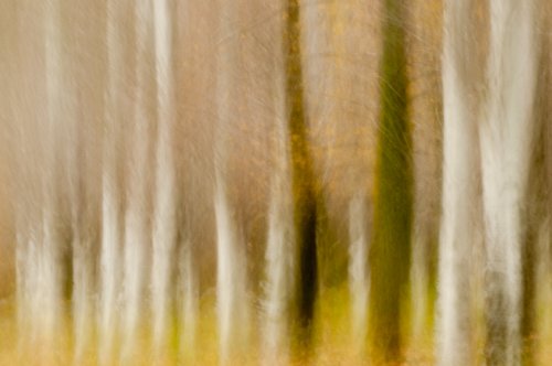 Bosque del Gorg Blau