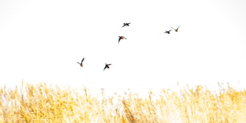 Albufera de Valencia