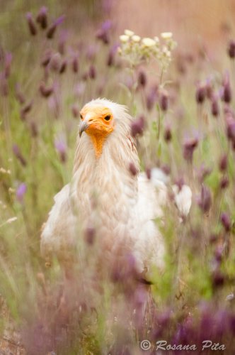 Alimoche_Campanarios