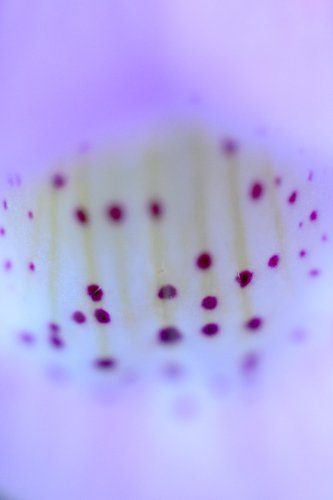 Interior de dadilera