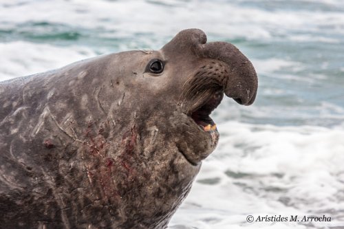 Elefante marino