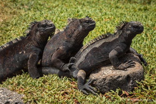 Iguanas marinas