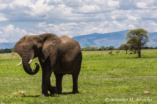 Elefante africano