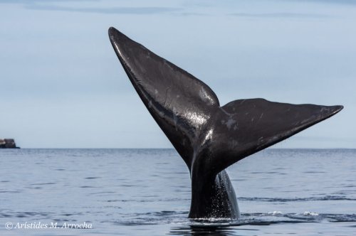 Ballena franca austral