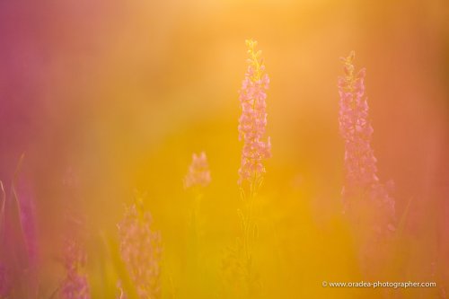 De Naturaleza Oculta
