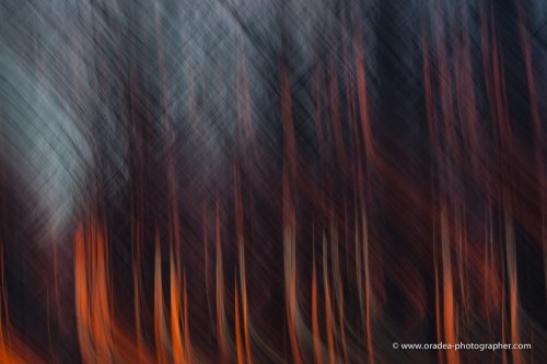 Naturaleza In-Quieta