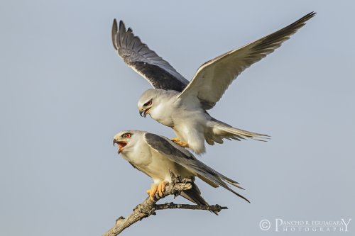 Elanios en primavera