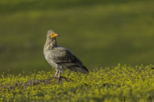 Alimoche en primavera