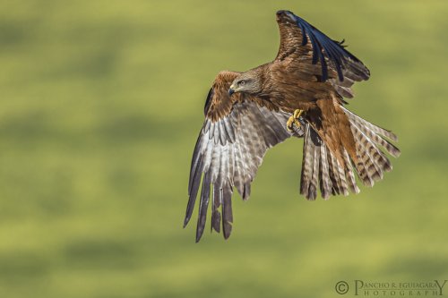 Milano negro en primavera